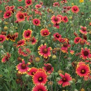 Meet your Posher, Carole